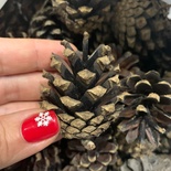 Шишки сосни, колір коричневий, 10 шт.